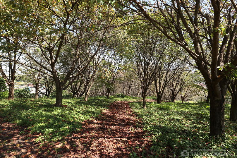 大寺桜ヶ丘公園の絶景スポット写真（5）